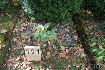 Fotografie hrobu 121